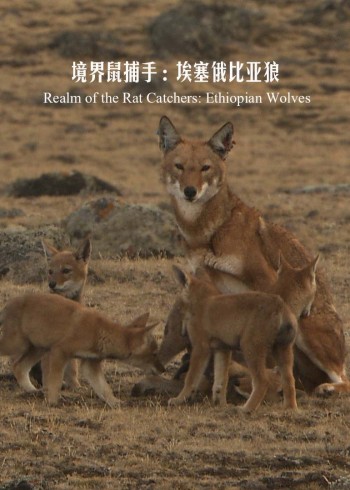 境界鼠捕手埃塞俄比亚狼